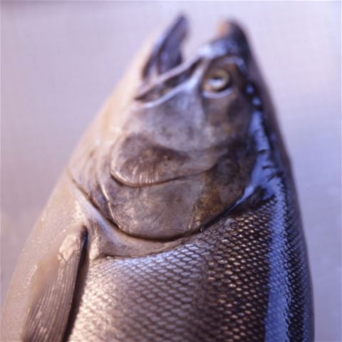 Copper River King Salmon - Fresh - Wild - 10 lbs