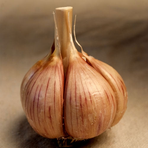 Music Organic Garlic