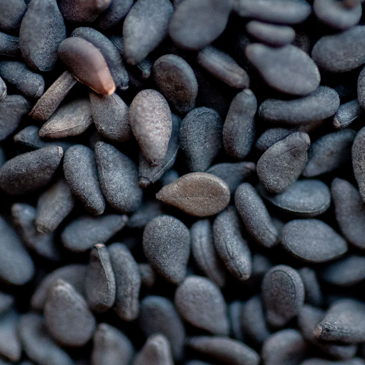 black sesame seed plant Black Sesame Seeds