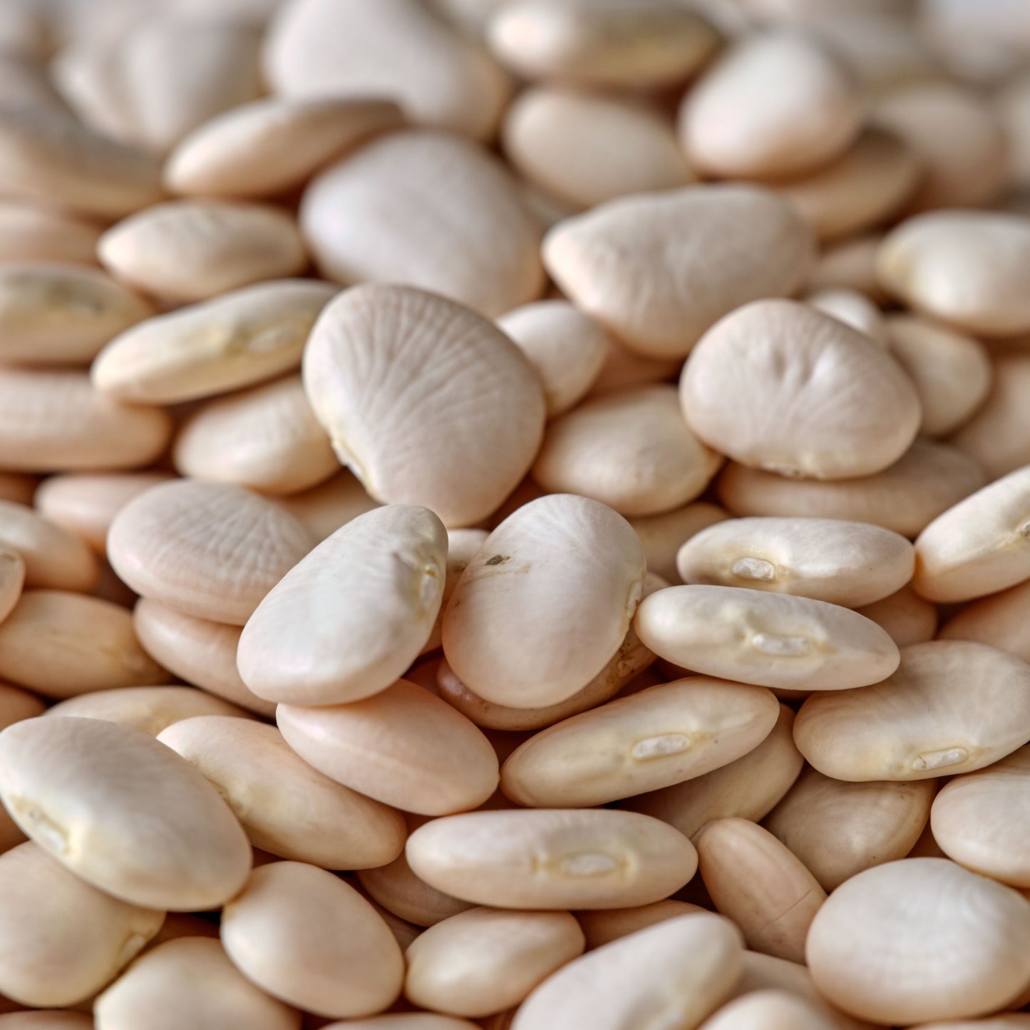 Dried Baby Lima Beans