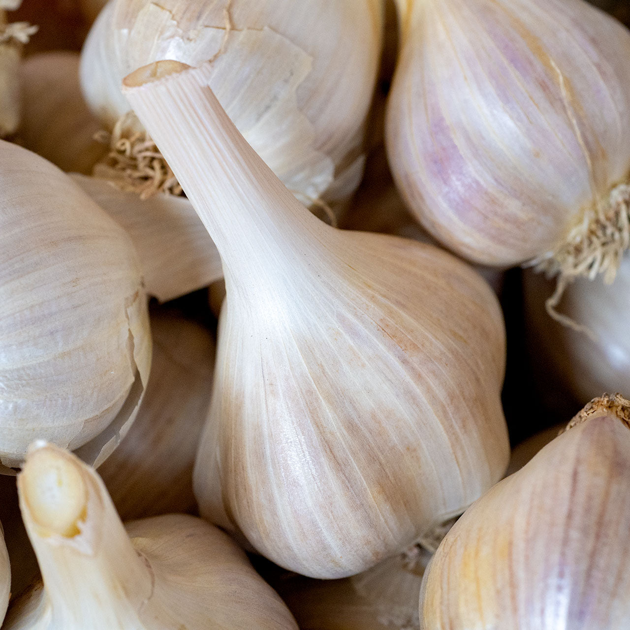 German Red Organic Garlic