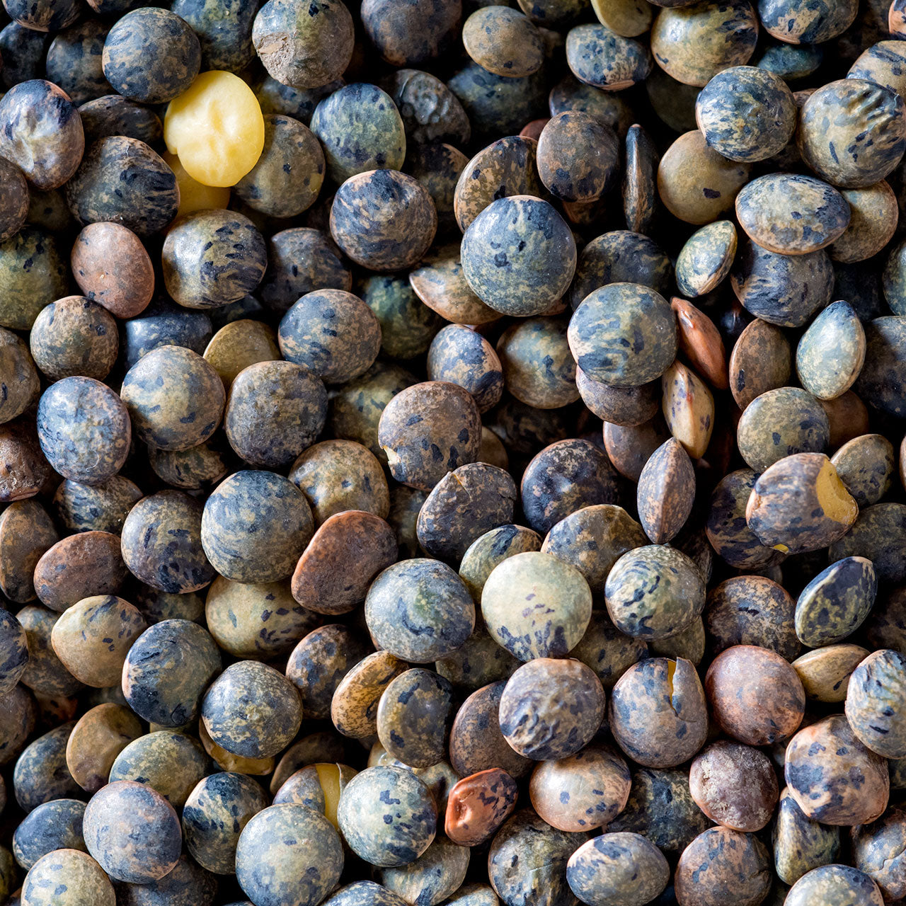 Green Lentils - A.O.C. Le Puy France