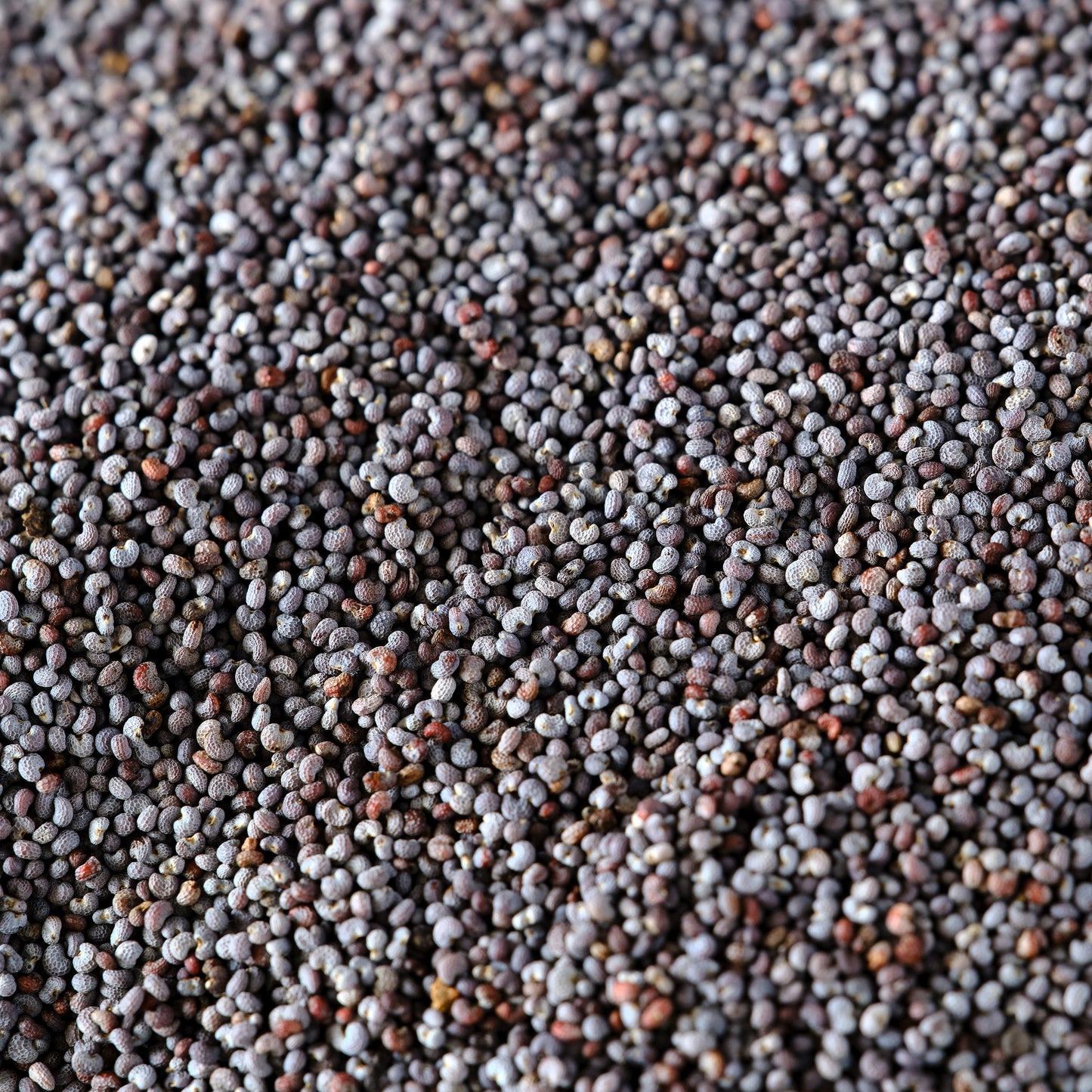 Poppy Seeds - Blue Organic Essential Pantry detail
