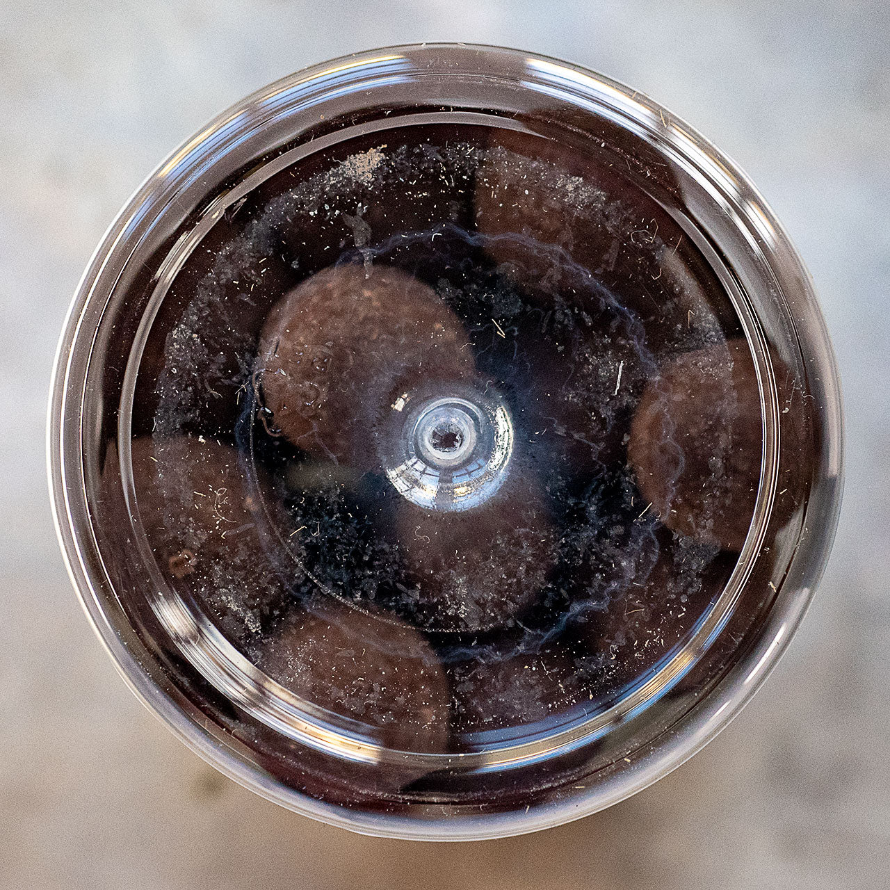 Lakrids by Bulow F Sea Salt and Dark Chocolate Coated Liquorice