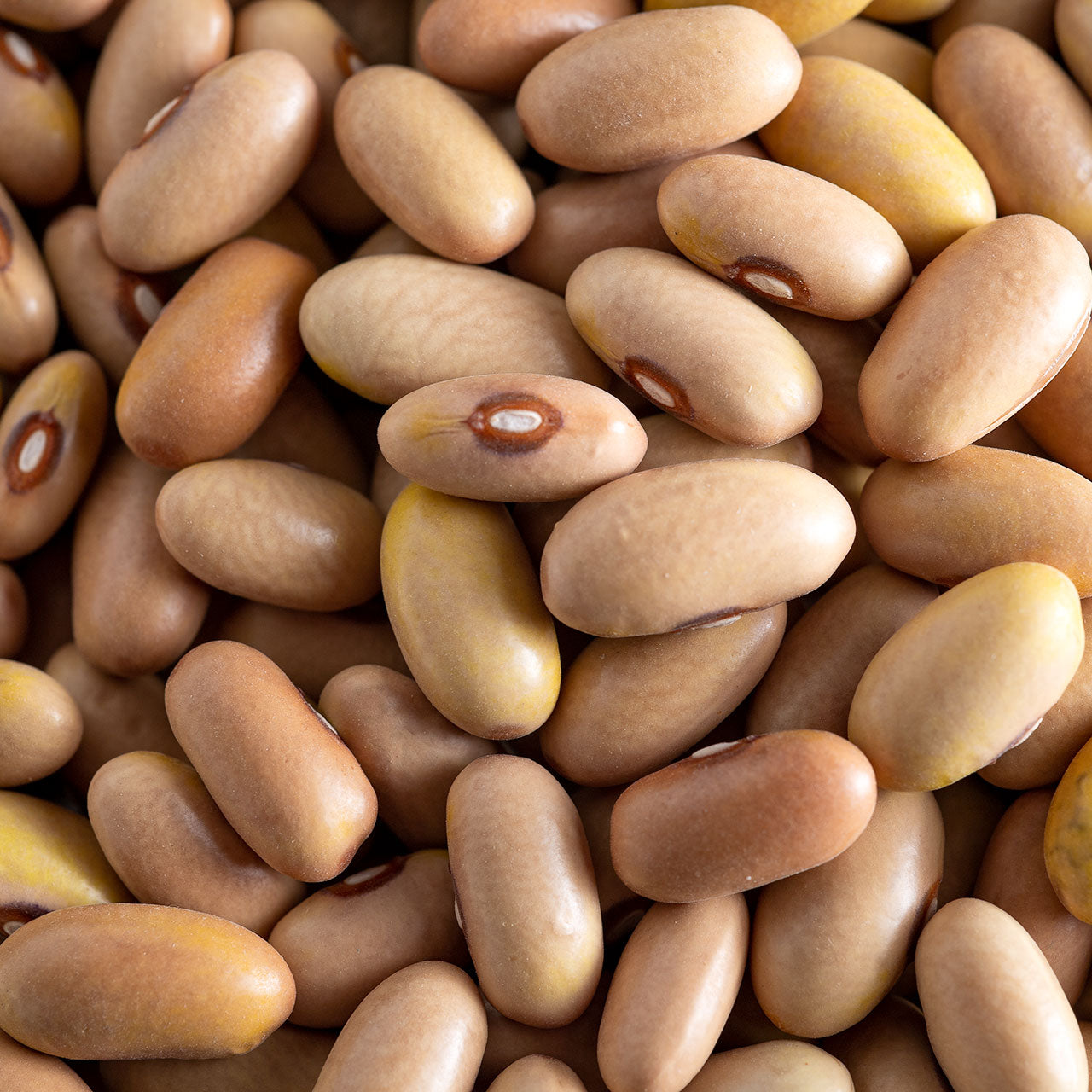 Organic Arikara Yellow Beans