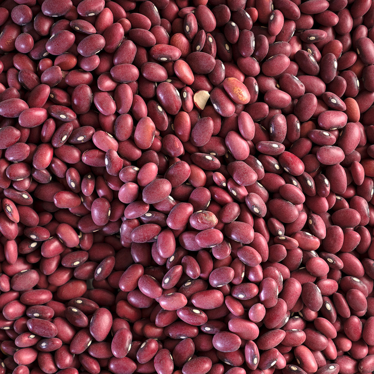 Organic Dried Red Beans