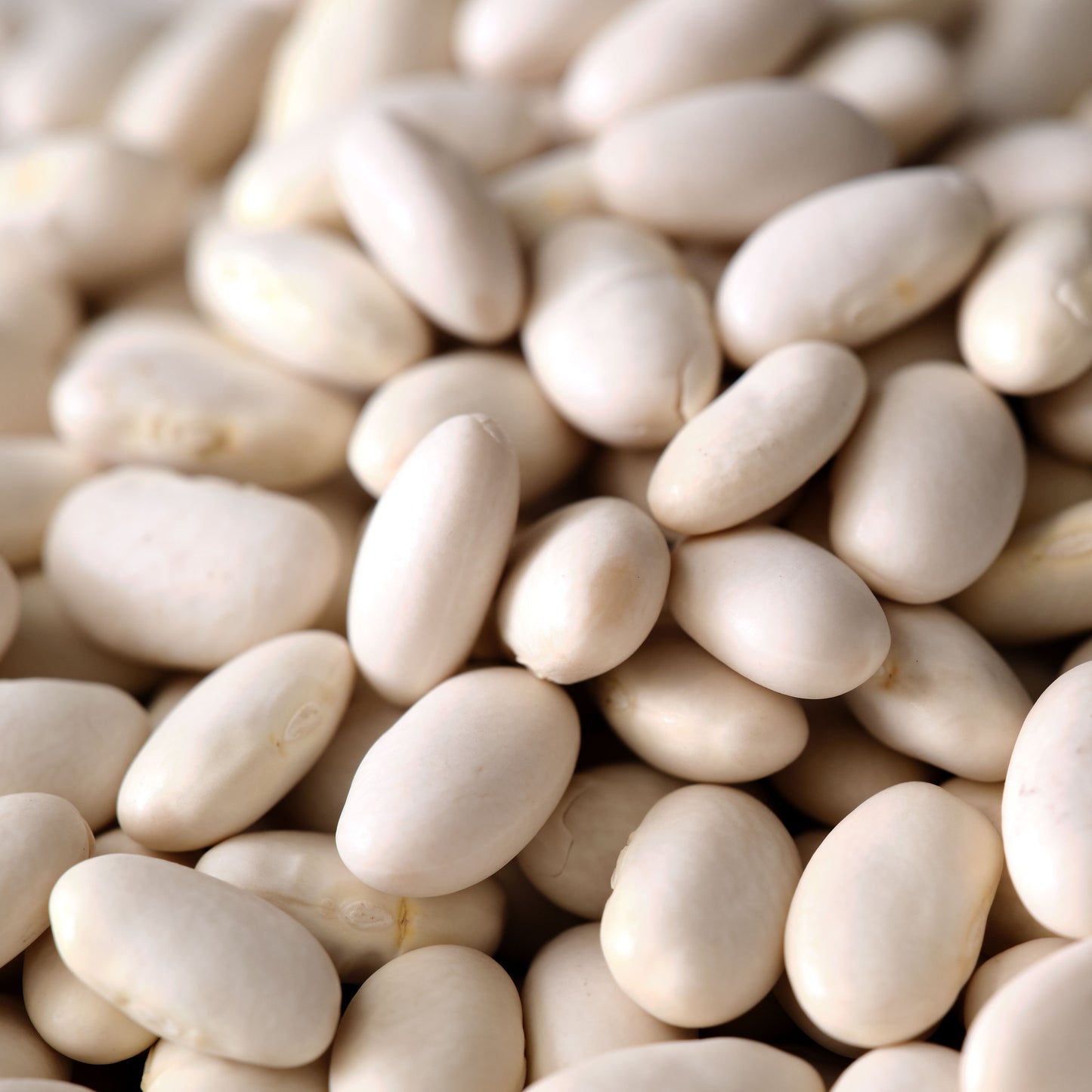 Organic Great Northern Beans - Dried