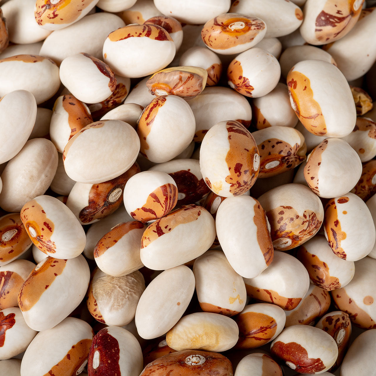 Organic Hidatsa Shield Figure Beans - Garden Treasures Farm