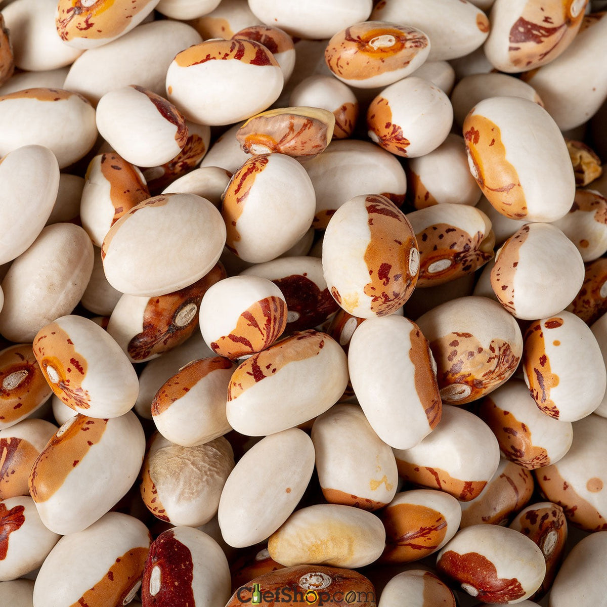 Organic Hidatsa Shield Figure Beans - Garden Treasures Farm