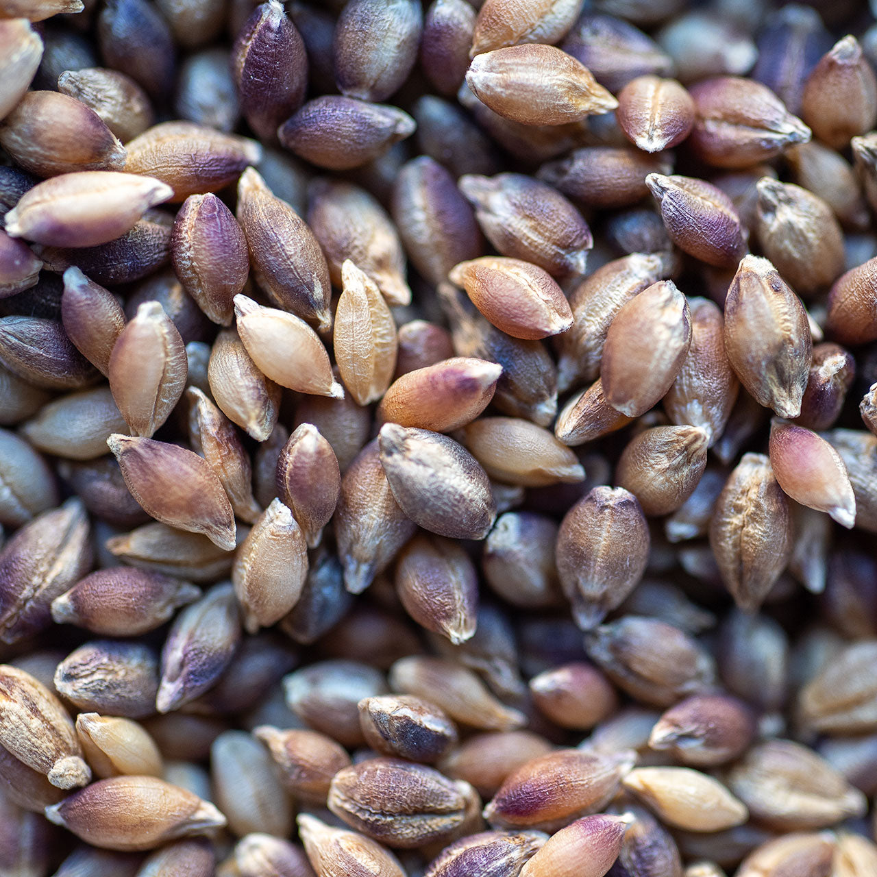 Organic Purple Barley