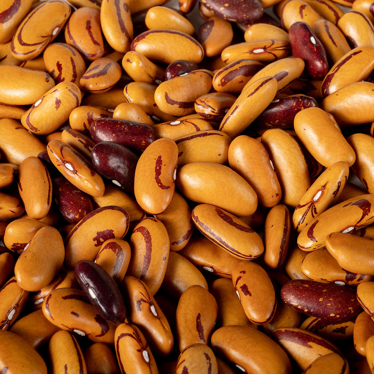 Organic Tiger Eye Beans - Garden Treasures Farm