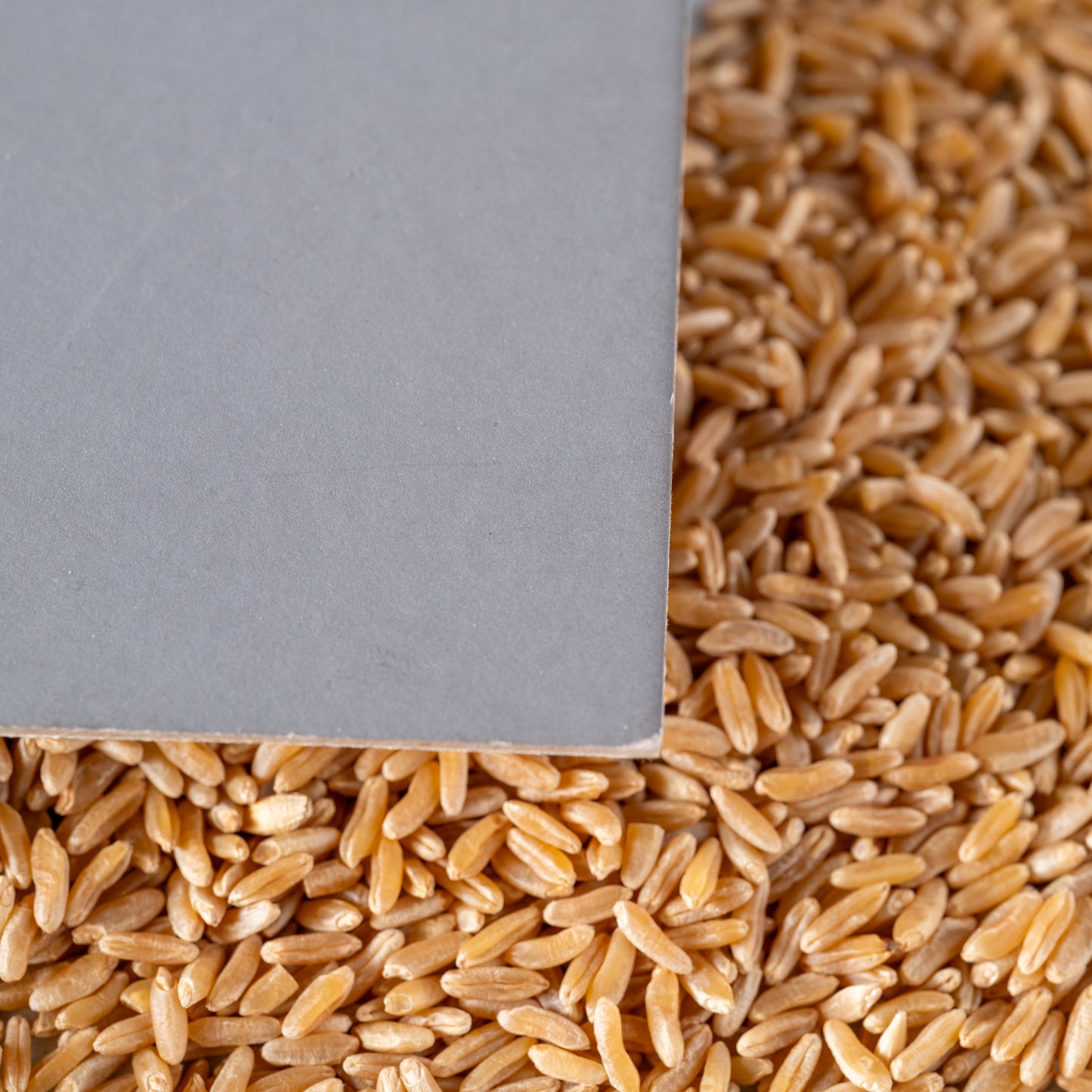 Grains of Kamut