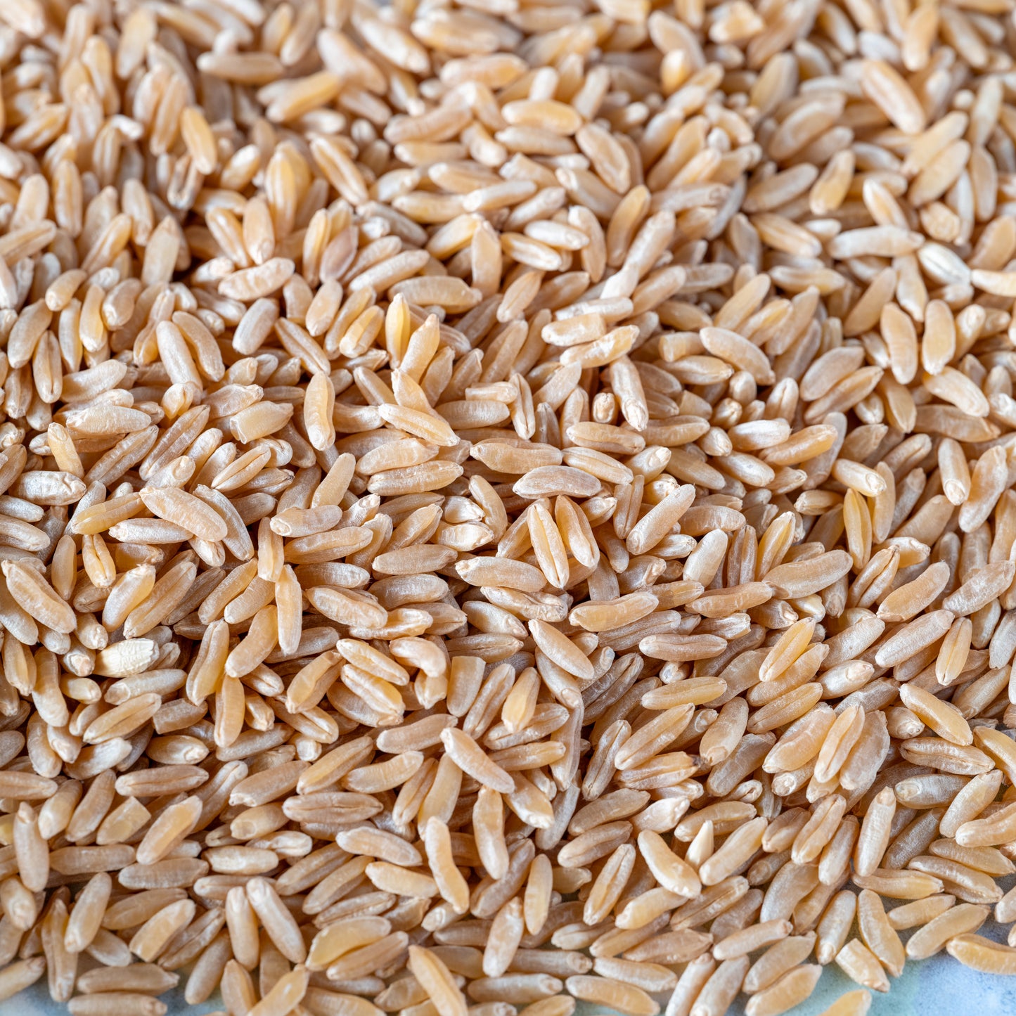 Organic Whole Grain Kamut
