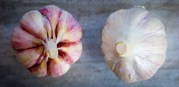 Persian Star Organic Garlic