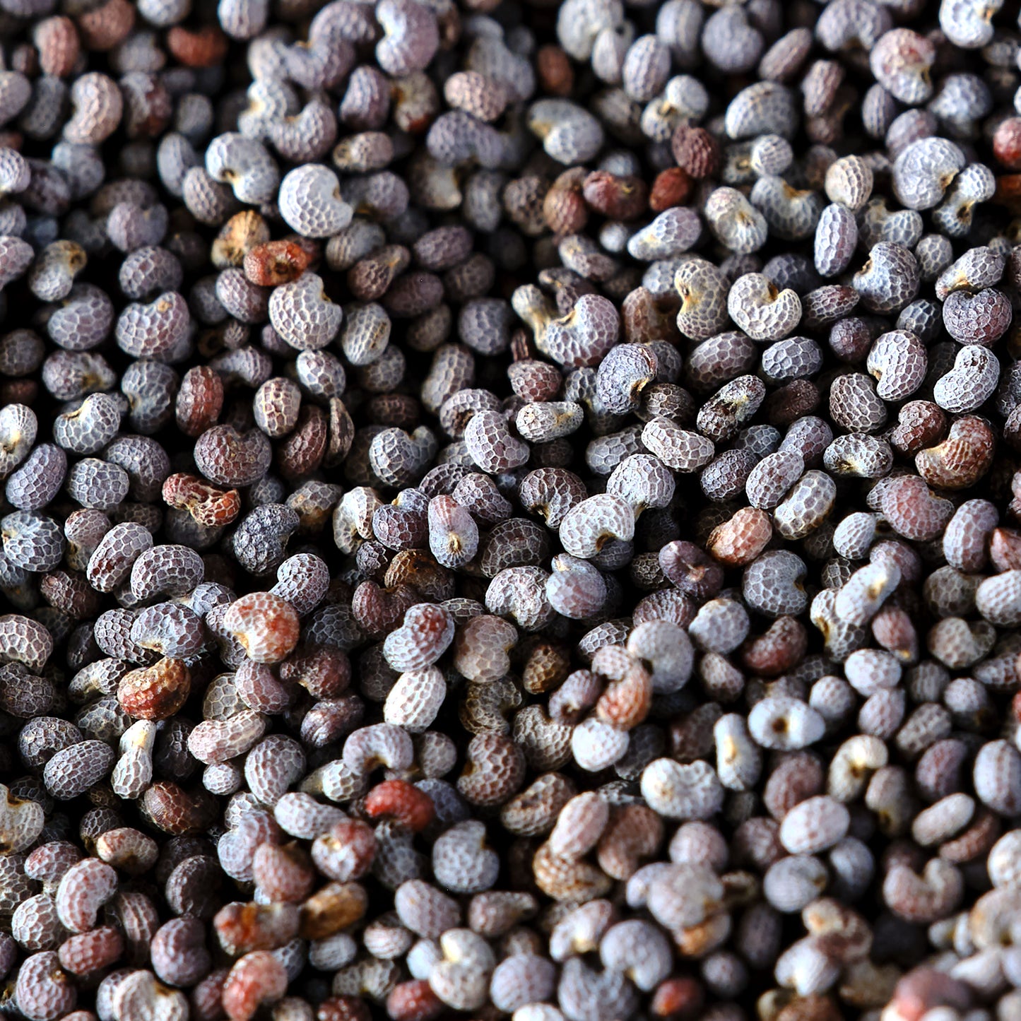 Poppy Seeds - Blue Organic Essential Pantry Macro