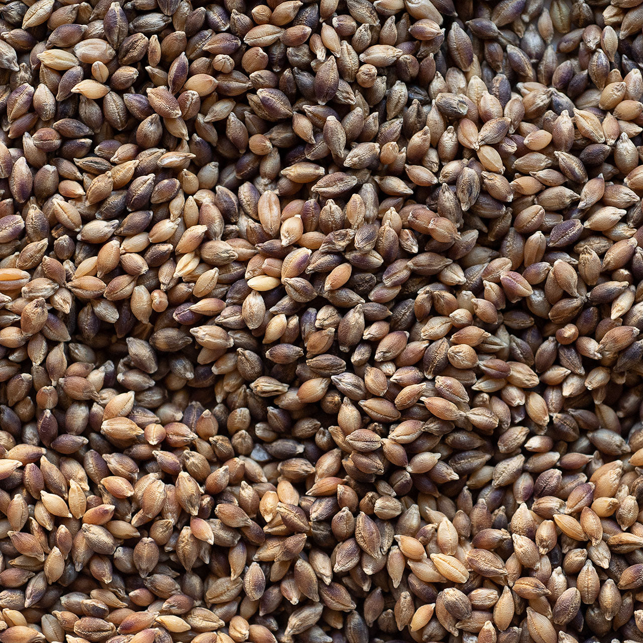 Organic Purple Barley