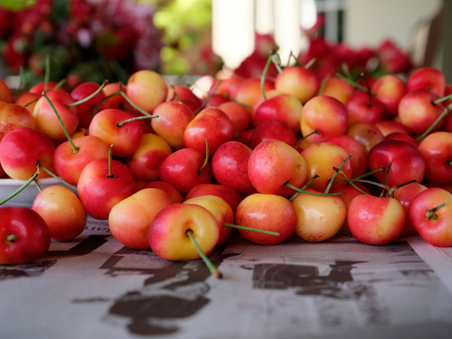 Fresh Rainier Cherries