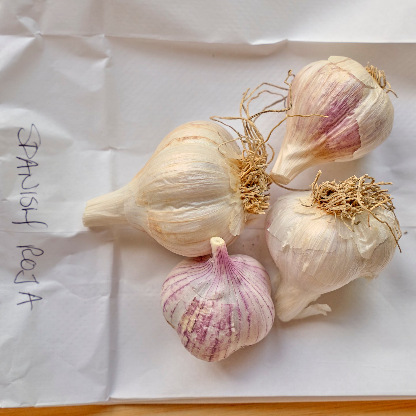 Spanish Roja Organic Garlic