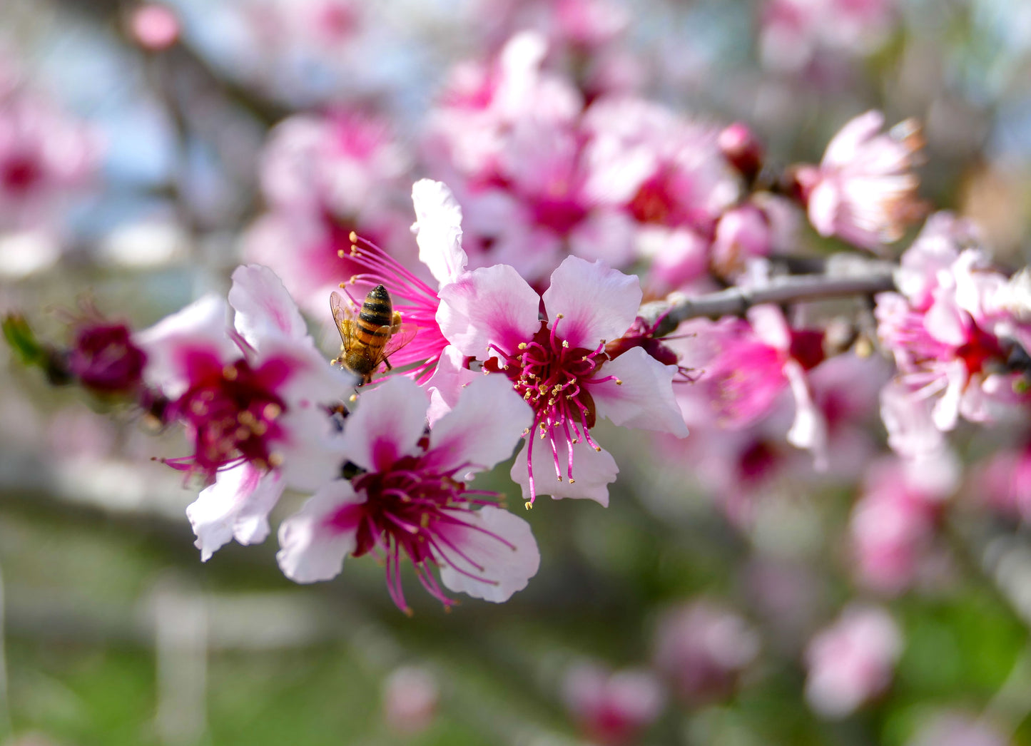 U-NA NUMA EVOO Olive Oil Flowers with bee