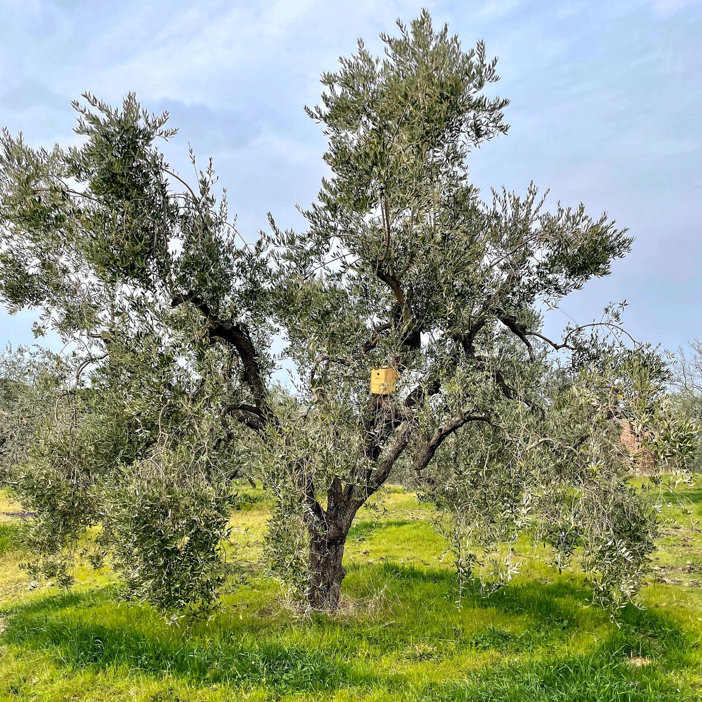 U-NA NUMA EVOO Olive Oil Bird house in the olive grove