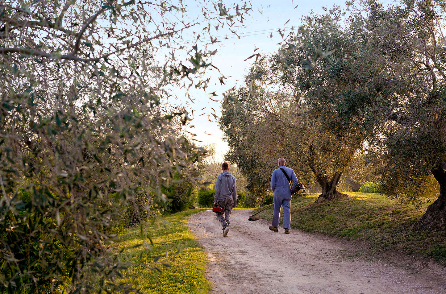 U-NA NUMA EVOO Olive Oil Harvest Walking