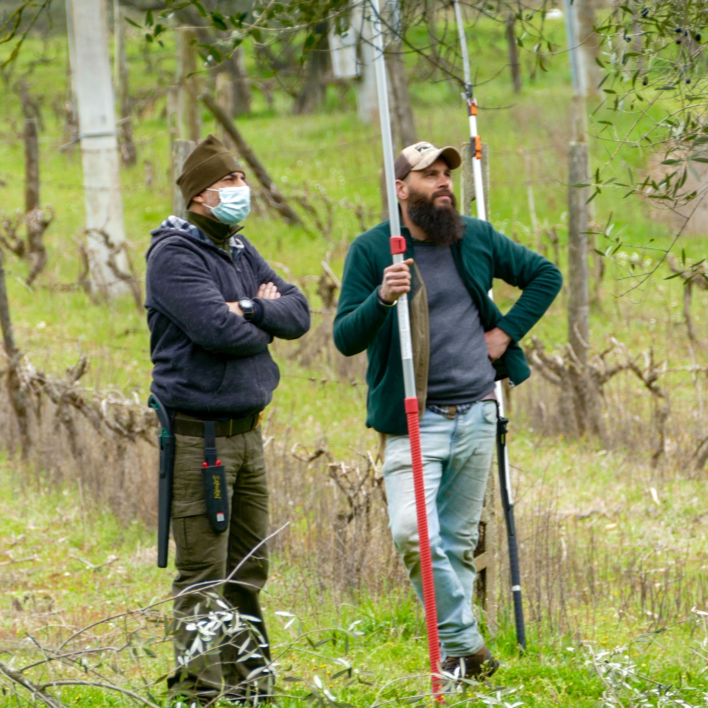 U-NA NUMA EVOO Olive Oil watching harvest