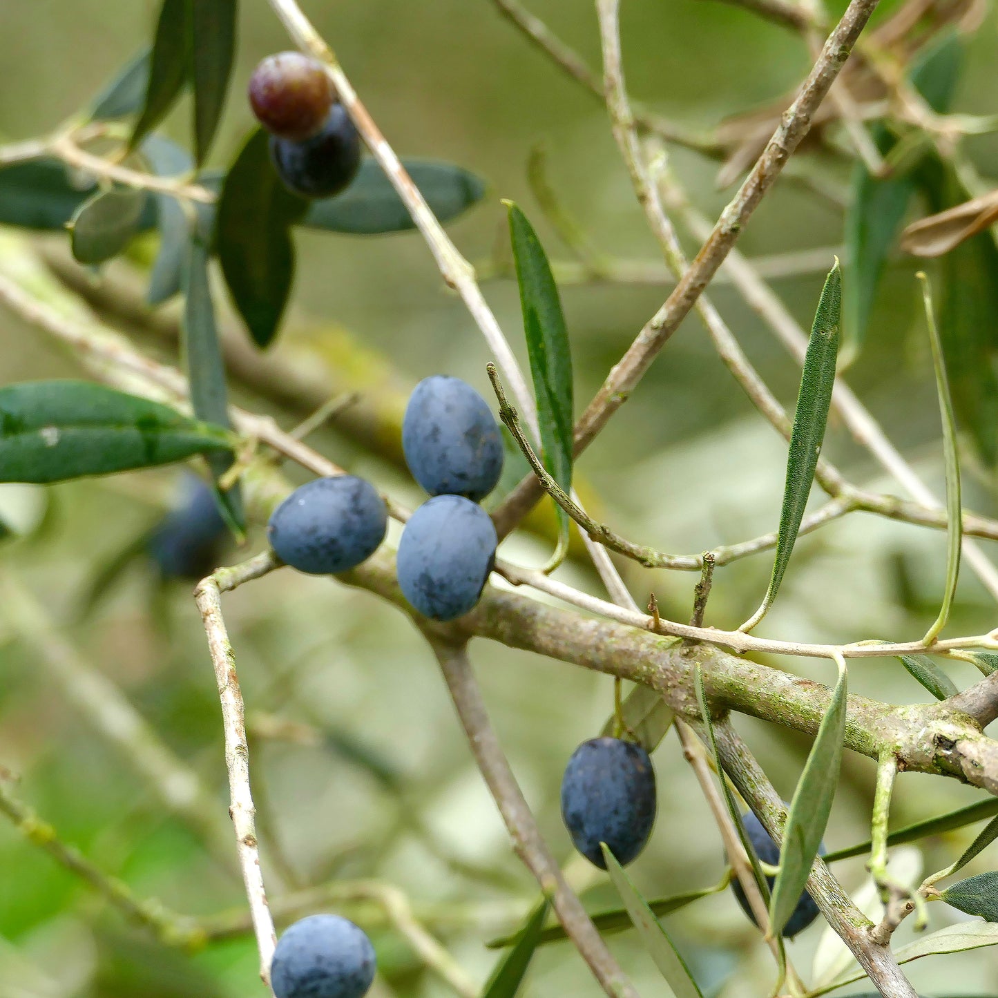 U-NA NUMA EVOO Olive Oil olives