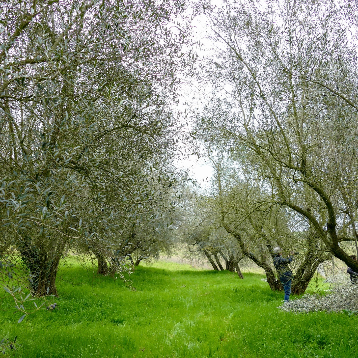 U-NA NUMA EVOO Olive Oil orchard