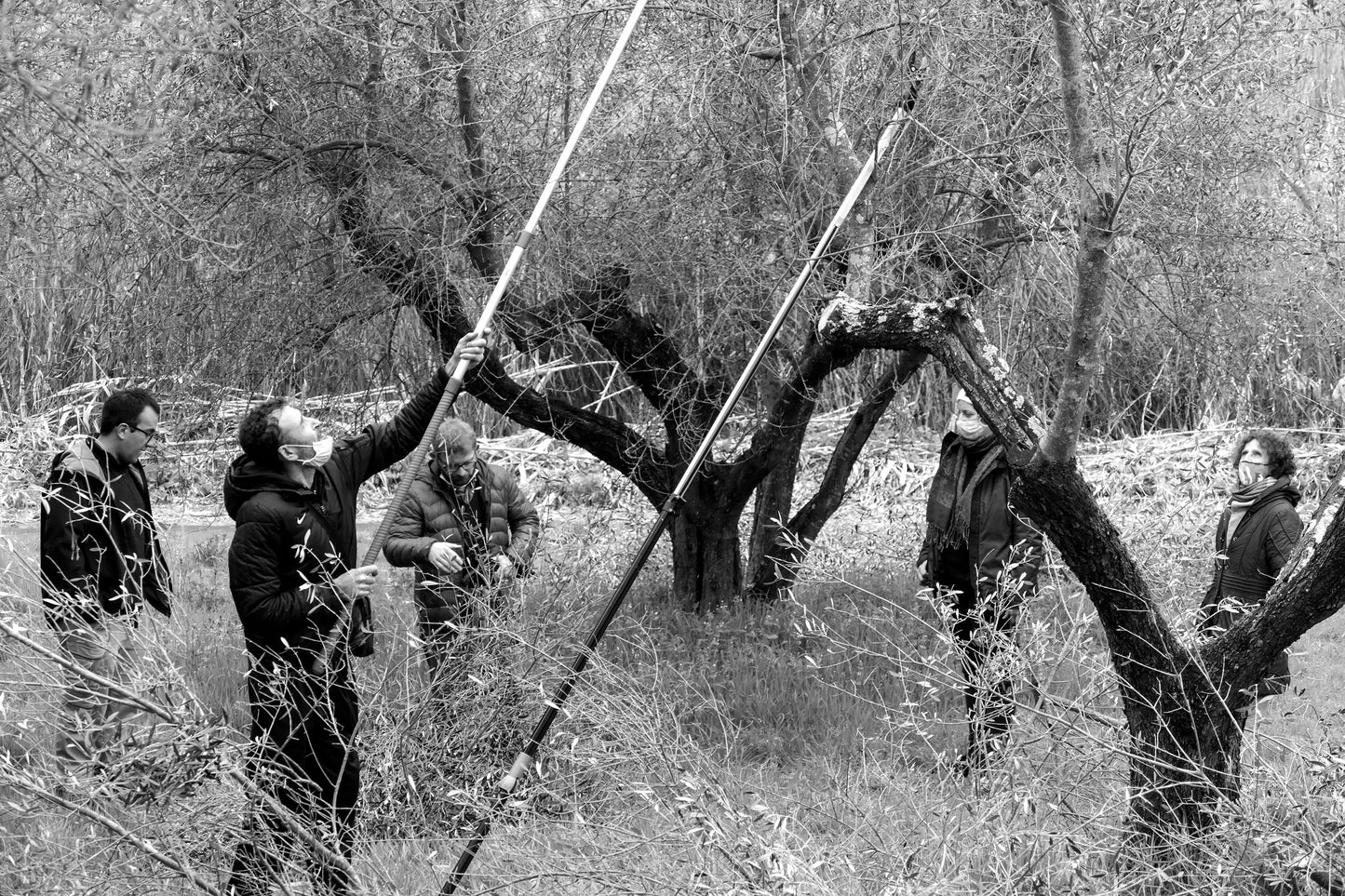 U-NA NUMA EVOO Olive Oil pruning