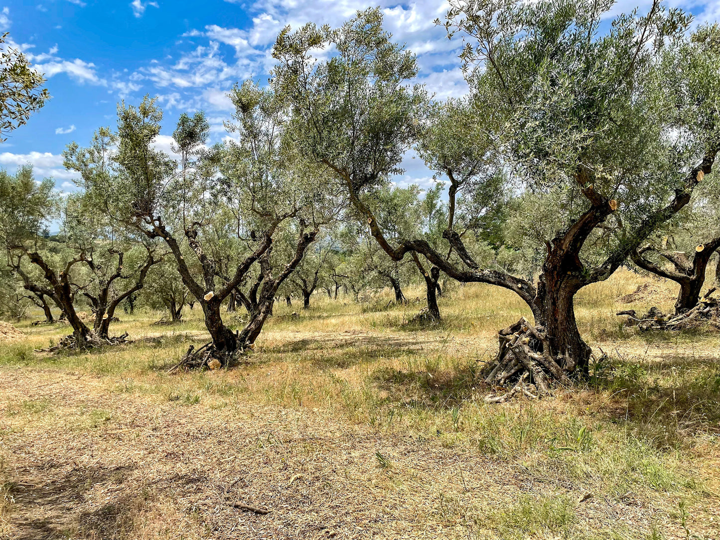 U-NA NUMA EVOO orchard