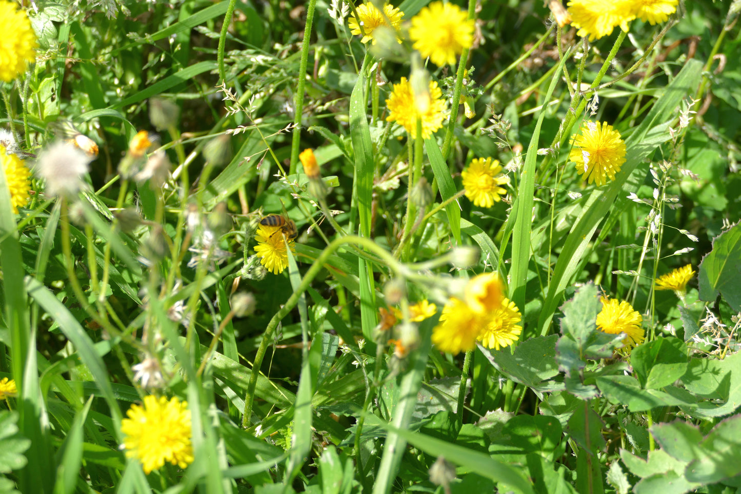 U-NA NUMA Shrubs are planted along the borders of the orchards to provide natural shelter