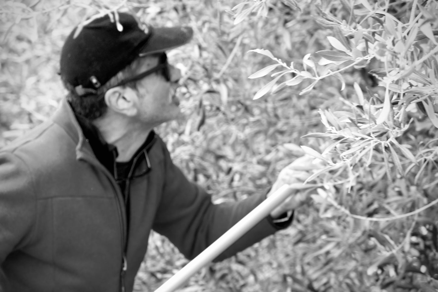 U-NA NUMA EVOO working the olives