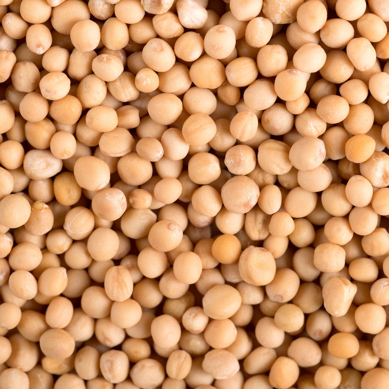 Organic Yellow Mustard Seeds - Whole