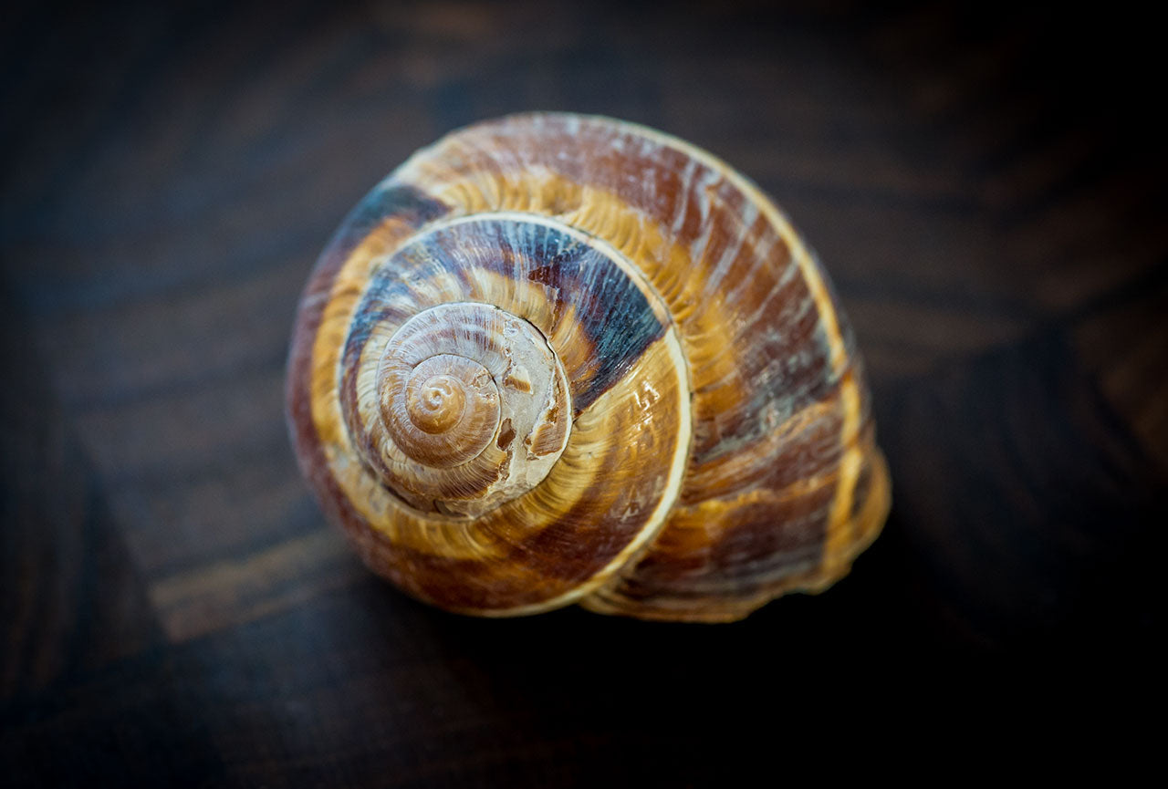 Escargot Shells