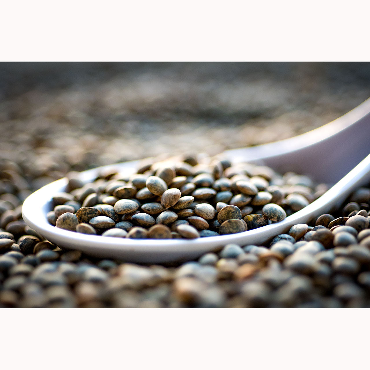 Madeline Petite French Green Lentils