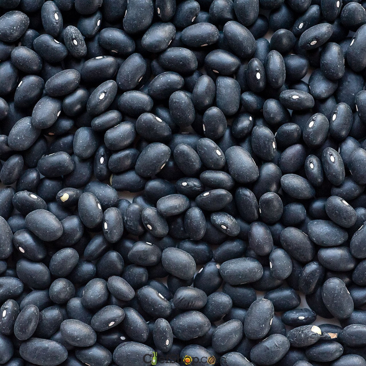 Organic Black Turtle Beans - Garden Treasures Farm