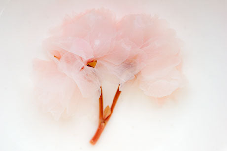 Salted Cherry Blossoms (Sakura)