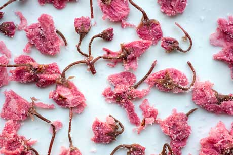 Salted Cherry Blossoms (Sakura)