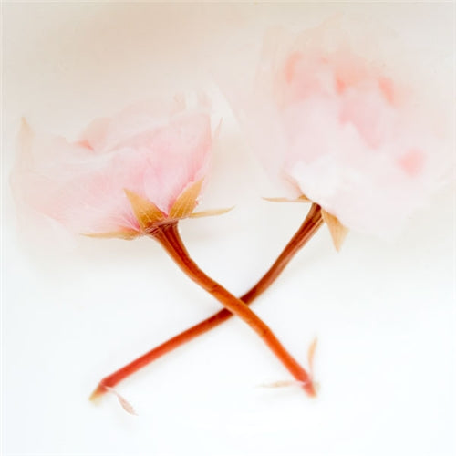 Salted Cherry Blossoms (Sakura)