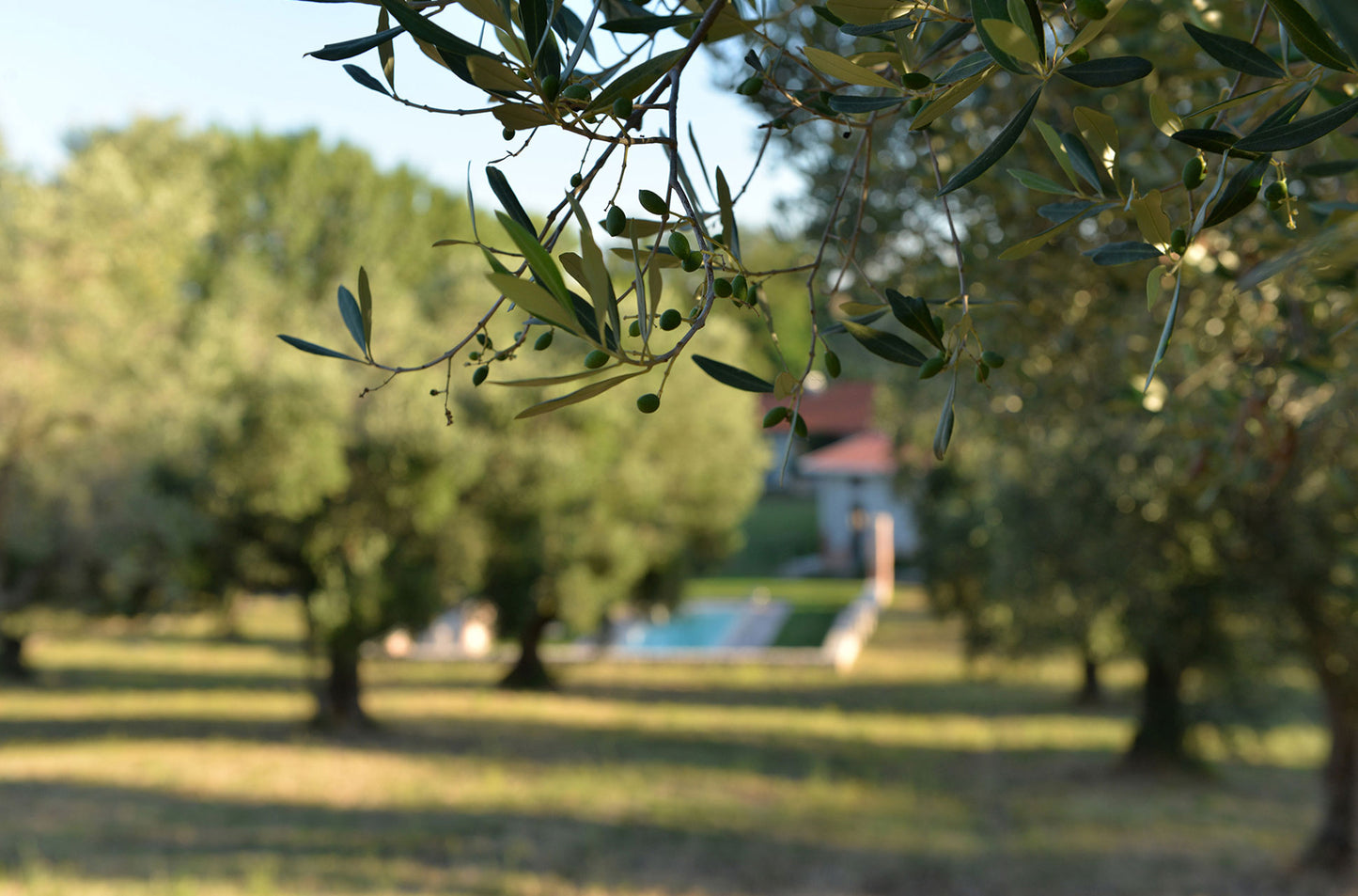 U-NA NUMA EVOO Olive Oil