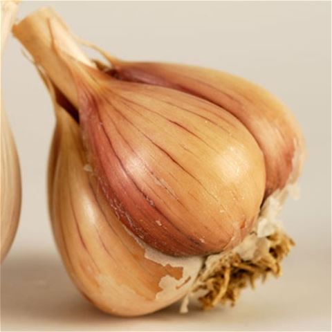 Georgian Fire Organic Garlic