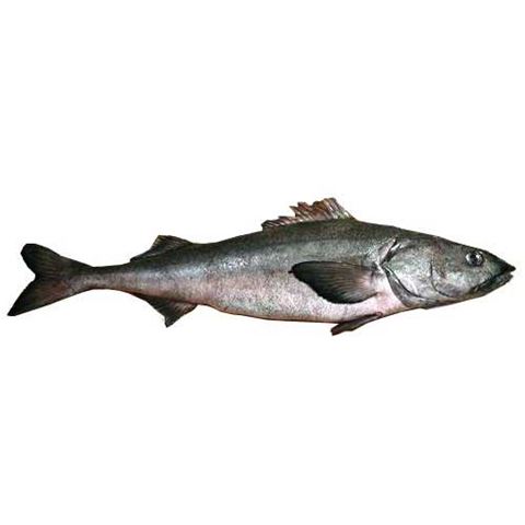 Fresh Sablefish (Black Cod) - 5 pounds