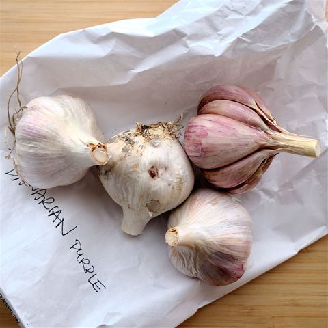 Bavarian Purple Stripe Hardneck Garlic