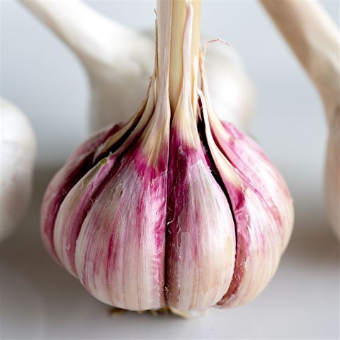 Chesnok Red Organic Garlic