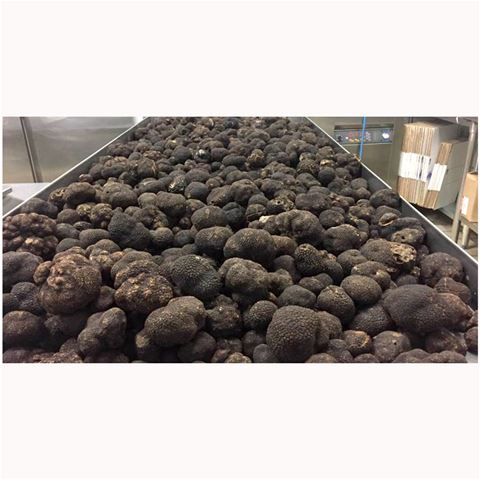 Fresh Black Perigord Winter Truffles - 1 pound