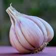 Montana Giant Hardneck Garlic