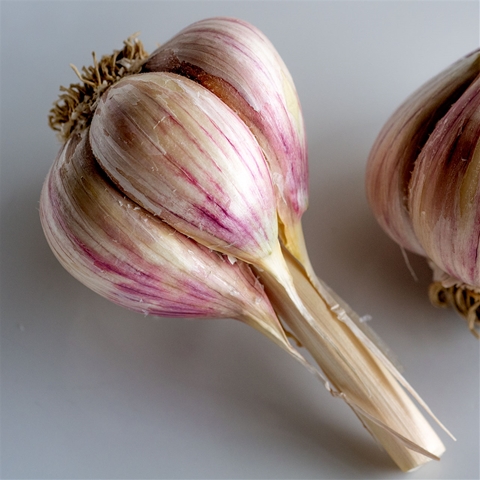 Music Organic Garlic