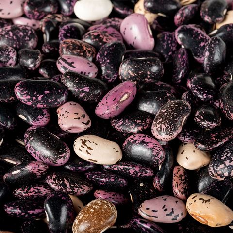 Organic Scarlet Runner Beans - Garden Treasures