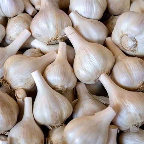 Romanian Red Organic Garlic