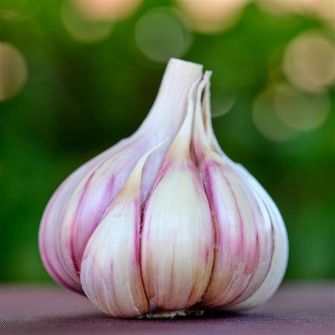 Russian Purple Stripe Hardneck Garlic
